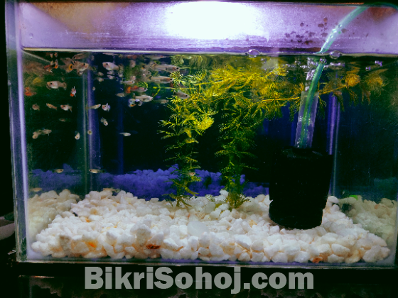 Fish(guppy fish)